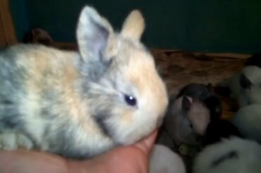 Cute Rabbit Bunnies Running and Jumping Video|| Rabbit and Bunny