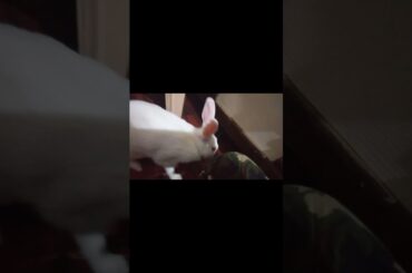 cute bunny || #shorts