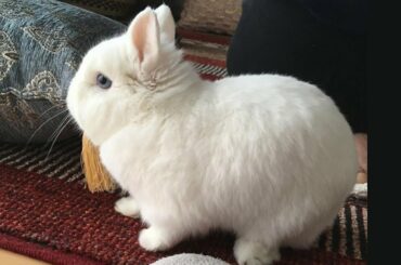 Cute Bunny Rabbit | Cute Rabbit | Cute Rabbit Videos | Baby Rabbit