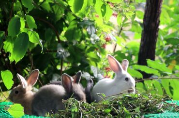 Rabbit Eating | Funny and Cute Baby Bunny Rabbit Videos - Baby Animal Video Compilation #15 (2021)
