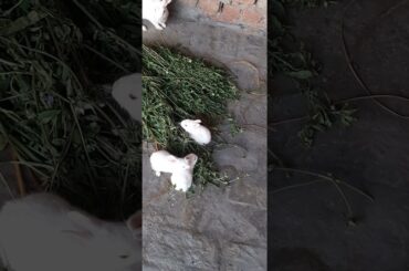 cute baby rabbit