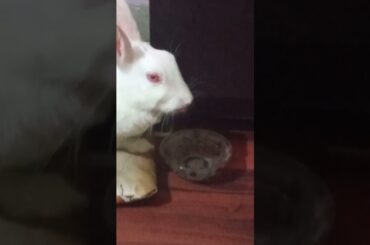 cute bunny || #shorts