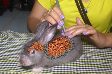 [ CUTE Rabbit ] How to remove tick on poor Rabbit #69
