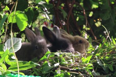 Rabbit Eating | Funny and Cute Baby Bunny Rabbit Videos - Baby Animal Video Compilation #04 (2021)