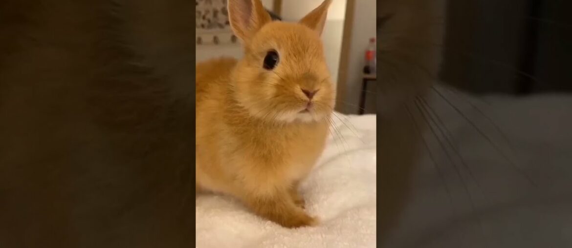 Funny and Cute Bunny #Shorts Funny and Cute Bunny #Shorts