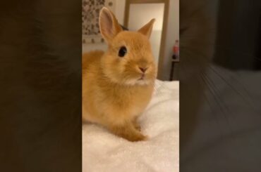 Funny and Cute Bunny #Shorts