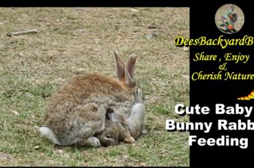 Cute Baby Bunny Rabbit Feeding #shorts