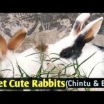 Funny and Cute Baby Bunny Rabbit Videos | Baby Animal Video Compilation 2021