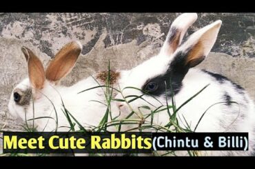 Funny and Cute Baby Bunny Rabbit Videos | Baby Animal Video Compilation 2021