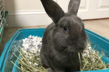 cute bunny