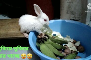 Cute Baby Bunny SECRETLY Eating in Kitchen!