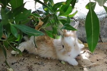 Cute Rabbit Relaxing | Sweety the Bunny is Chilling out