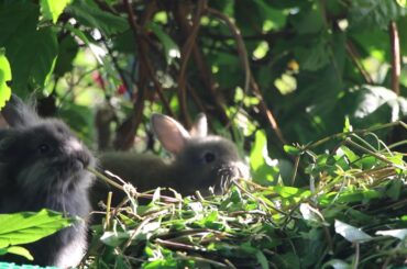 Rabbit Eating | Funny and Cute Baby Bunny Rabbit Videos - Baby Animal Video Compilation #03 (2021)