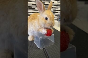 Cute Bunny Eating Strawberry | Cute Baby Bunny #Shorts