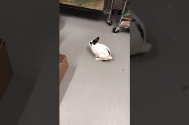 Cute Bunny Binky Compilation #Shorts