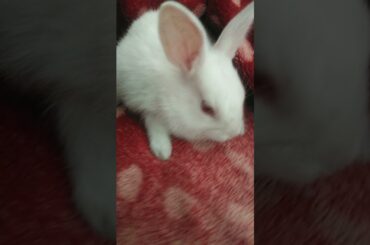 Baby Rabbit || Baby bunny || Cute Rabbit || white rabbit | #shorts