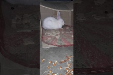 Cute Rabbit is sitting near Chapati #krishandevmandal
