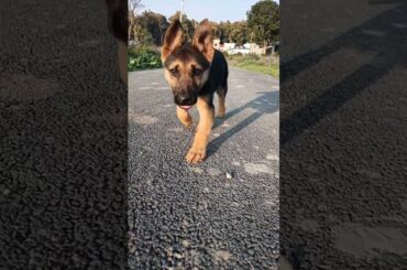 Cute Dog || Baby Dog || Dog Walk || Dog Food || Dog Bark || Cute Rabbit Baby Bunny #shorts