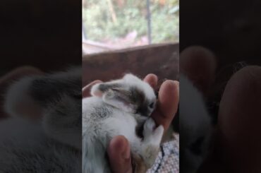 bunnies are cute??.cute bunny on hand