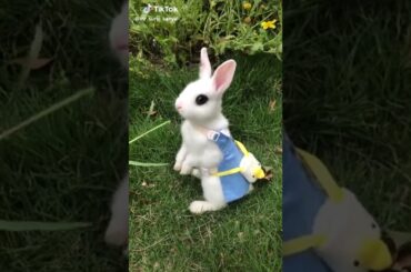 cute rabbit videos - cute bunny funny videos