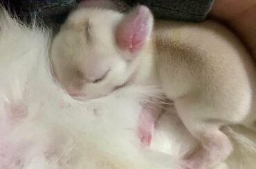 Baby rabbit feeding milk from rabbit mom #shorts