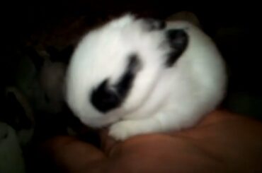 Little Cute Rabbit Bunny's Video. Rabbit and Bunny