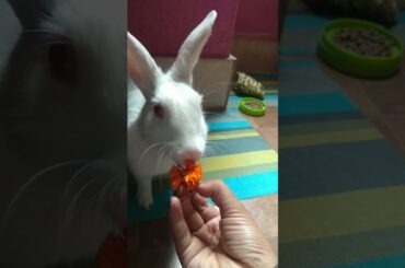 A Cute Bunny eating flower |Cute Rabbit Hunny D Bunny| #rabbits #bunnies #shorts