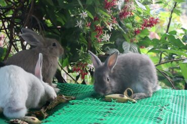 Rabbit Lover: Cute Bunny Eating Grass - Rabbit Eating Sound ASMR - Cute Animals Videos