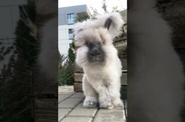 Baby Bunny | Cute Baby Videos | Cute Rabbit #Shorts