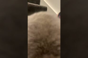 Cute bunny plays on stairs for the first time, thumps, bites carpet!