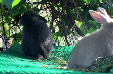 Rabbit Lover: Cute Bunny Eating Vegetable Sound - Cute Animals Videos