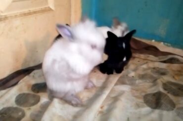 Cute Rabbit Bunny Cleaning her Face. Rabbit and Bunny