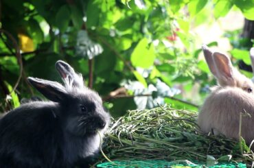 Rabbit Lover: Cute Rabbit Eating Sound ASMR - Rabbit Eating Morning Glory