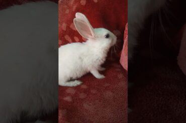 Cute Rabbit || Bunny || White Rabbit || Animal Lover || Pets || #shorts