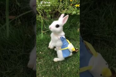 my cute rabbit so cute superb