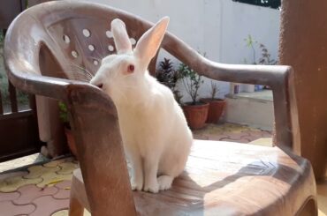 Guplu the bunny || Rabbit Fun Corner || Cute khargosh Guplu @Rabbit Fun Corner