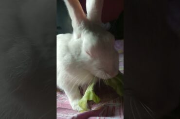 She looks so cute while eating | Cute Rabbit Hunny D Bunny|#HunnyDBunny #rabbits #bunnies #shorts