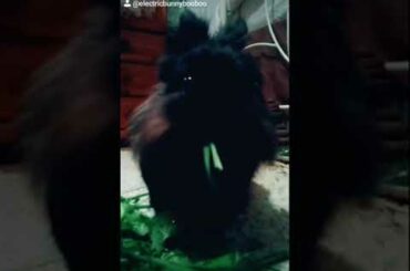 rabbit eating / eating bunny / cute rabbit /rabbit ASMR