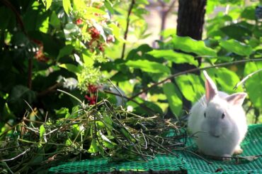Rabbit Lover: Cute Bunny Eating Sound - Rabbit Eating Cabbages Sound