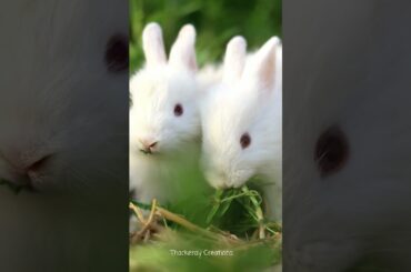 Rahul pets // cute rabbit videowatch & enjoy #rahulpets #cute   #bunny #rabbit