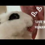 Cute Bunny GROOMING human mommy | Lily Bobtail