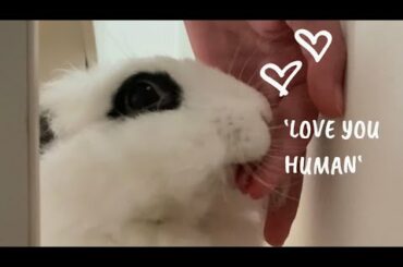 Cute Bunny GROOMING human mommy | Lily Bobtail