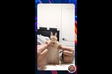 Cute Bunny dancing #shorts