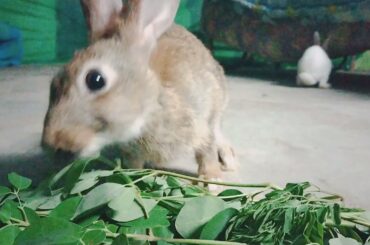 Cute rabbit eating -green//cute bunny leafs#rabbitatrocities