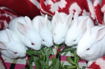 Small Cute Rabbit | #Shorts Video