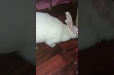 cute bunny || #shorts