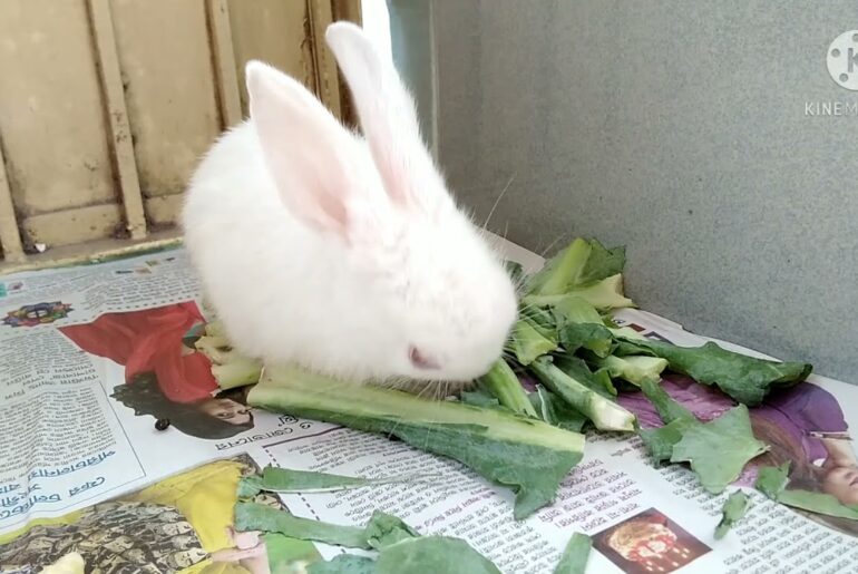 Cute Baby Bunny EATING Vegetable!