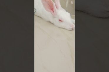 Cute Rabbit Lying Down and Sleeping