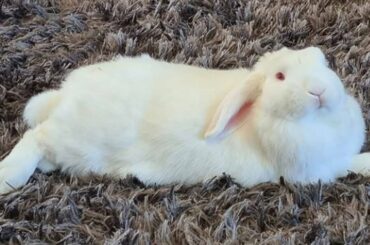 Mini Lop Cute Bunny | Cute Baby Bunny White Rabbit