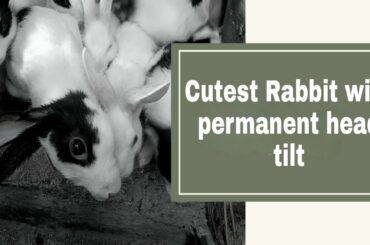 Cute Rabbit with permanent head tilt || Hunny Bunny